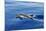 Common Dolphin Swimming in the Strait of Gibraltar-null-Mounted Photographic Print