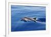 Common Dolphin Swimming in the Strait of Gibraltar-null-Framed Photographic Print