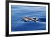 Common Dolphin Swimming in the Strait of Gibraltar-null-Framed Photographic Print