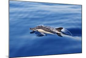 Common Dolphin Swimming in the Strait of Gibraltar-null-Mounted Photographic Print