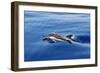 Common Dolphin Swimming in the Strait of Gibraltar-null-Framed Photographic Print