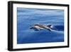 Common Dolphin Swimming in the Strait of Gibraltar-null-Framed Photographic Print