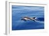 Common Dolphin Swimming in the Strait of Gibraltar-null-Framed Photographic Print