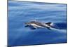 Common Dolphin Swimming in the Strait of Gibraltar-null-Mounted Photographic Print