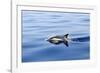 Common Dolphin Swimming in the Strait of Gibraltar-null-Framed Photographic Print