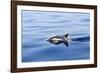 Common Dolphin Swimming in the Strait of Gibraltar-null-Framed Photographic Print