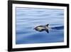 Common Dolphin Swimming in the Strait of Gibraltar-null-Framed Photographic Print