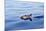 Common Dolphin Swimming in the Strait of Gibraltar-null-Mounted Photographic Print