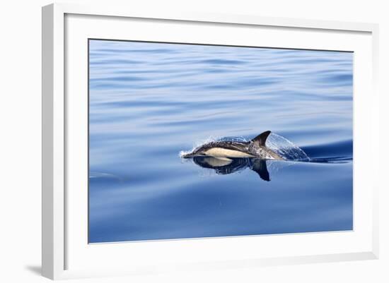 Common Dolphin Swimming in the Strait of Gibraltar-null-Framed Photographic Print