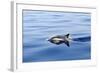 Common Dolphin Swimming in the Strait of Gibraltar-null-Framed Photographic Print