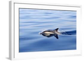 Common Dolphin Swimming in the Strait of Gibraltar-null-Framed Photographic Print