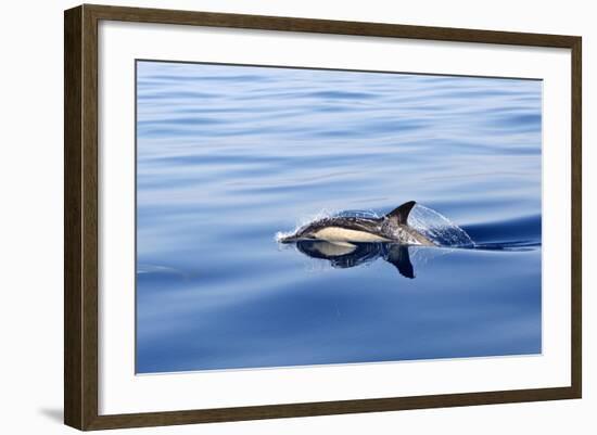 Common Dolphin Swimming in the Strait of Gibraltar-null-Framed Photographic Print