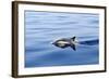 Common Dolphin Swimming in the Strait of Gibraltar-null-Framed Photographic Print