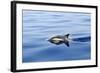 Common Dolphin Swimming in the Strait of Gibraltar-null-Framed Photographic Print