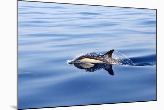 Common Dolphin Swimming in the Strait of Gibraltar-null-Mounted Photographic Print