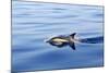 Common Dolphin Swimming in the Strait of Gibraltar-null-Mounted Photographic Print