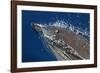 Common Dolphin Swimming in the Strait of Gibraltar-null-Framed Photographic Print