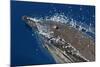 Common Dolphin Swimming in the Strait of Gibraltar-null-Mounted Photographic Print