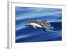 Common Dolphin Swimming in the Strait of Gibraltar-null-Framed Photographic Print