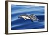 Common Dolphin Swimming in the Strait of Gibraltar-null-Framed Photographic Print