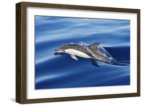 Common Dolphin Swimming in the Strait of Gibraltar-null-Framed Photographic Print