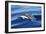 Common Dolphin Swimming in the Strait of Gibraltar-null-Framed Photographic Print