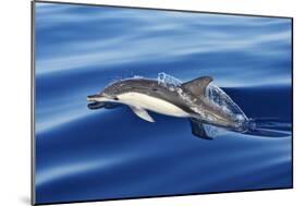 Common Dolphin Swimming in the Strait of Gibraltar-null-Mounted Photographic Print