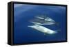 Common Dolphin Swimming Underwater in the Strait-null-Framed Stretched Canvas