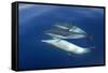 Common Dolphin Swimming Underwater in the Strait-null-Framed Stretched Canvas