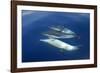 Common Dolphin Swimming Underwater in the Strait-null-Framed Photographic Print