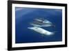 Common Dolphin Swimming Underwater in the Strait-null-Framed Photographic Print