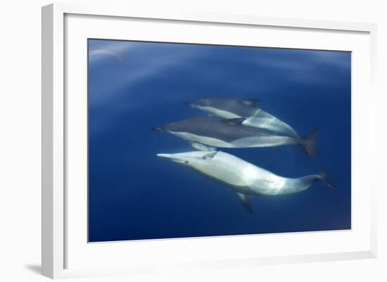 Common Dolphin Swimming Underwater in the Strait-null-Framed Photographic Print