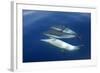 Common Dolphin Swimming Underwater in the Strait-null-Framed Photographic Print