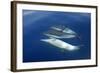 Common Dolphin Swimming Underwater in the Strait-null-Framed Photographic Print