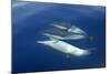 Common Dolphin Swimming Underwater in the Strait-null-Mounted Photographic Print