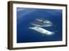 Common Dolphin Swimming Underwater in the Strait-null-Framed Photographic Print