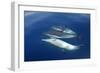 Common Dolphin Swimming Underwater in the Strait-null-Framed Photographic Print