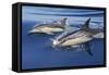 Common Dolphin Two Swimming in the Strait of Gibraltar-null-Framed Stretched Canvas