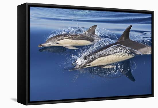 Common Dolphin Two Swimming in the Strait of Gibraltar-null-Framed Stretched Canvas