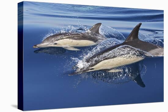 Common Dolphin Two Swimming in the Strait of Gibraltar-null-Stretched Canvas