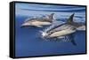 Common Dolphin Two Swimming in the Strait of Gibraltar-null-Framed Stretched Canvas