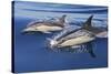 Common Dolphin Two Swimming in the Strait of Gibraltar-null-Stretched Canvas