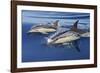 Common Dolphin Two Swimming in the Strait of Gibraltar-null-Framed Photographic Print