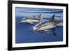 Common Dolphin Two Swimming in the Strait of Gibraltar-null-Framed Photographic Print