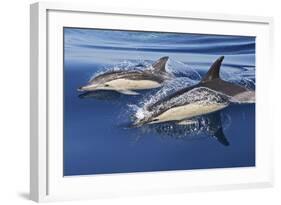 Common Dolphin Two Swimming in the Strait of Gibraltar-null-Framed Photographic Print