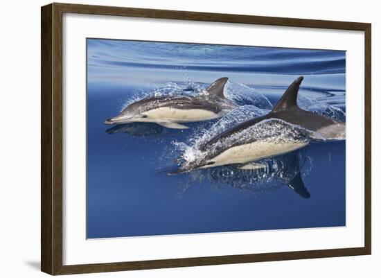 Common Dolphin Two Swimming in the Strait of Gibraltar-null-Framed Photographic Print