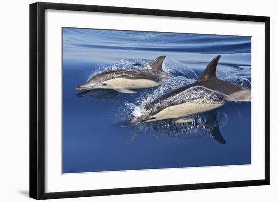 Common Dolphin Two Swimming in the Strait of Gibraltar-null-Framed Photographic Print