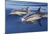 Common Dolphin Two Swimming in the Strait of Gibraltar-null-Mounted Photographic Print