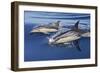 Common Dolphin Two Swimming in the Strait of Gibraltar-null-Framed Photographic Print