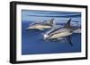 Common Dolphin Two Swimming in the Strait of Gibraltar-null-Framed Photographic Print